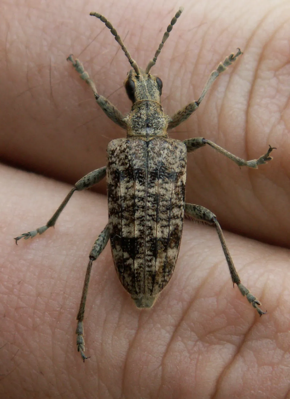Inquiring Longhorn Beetle