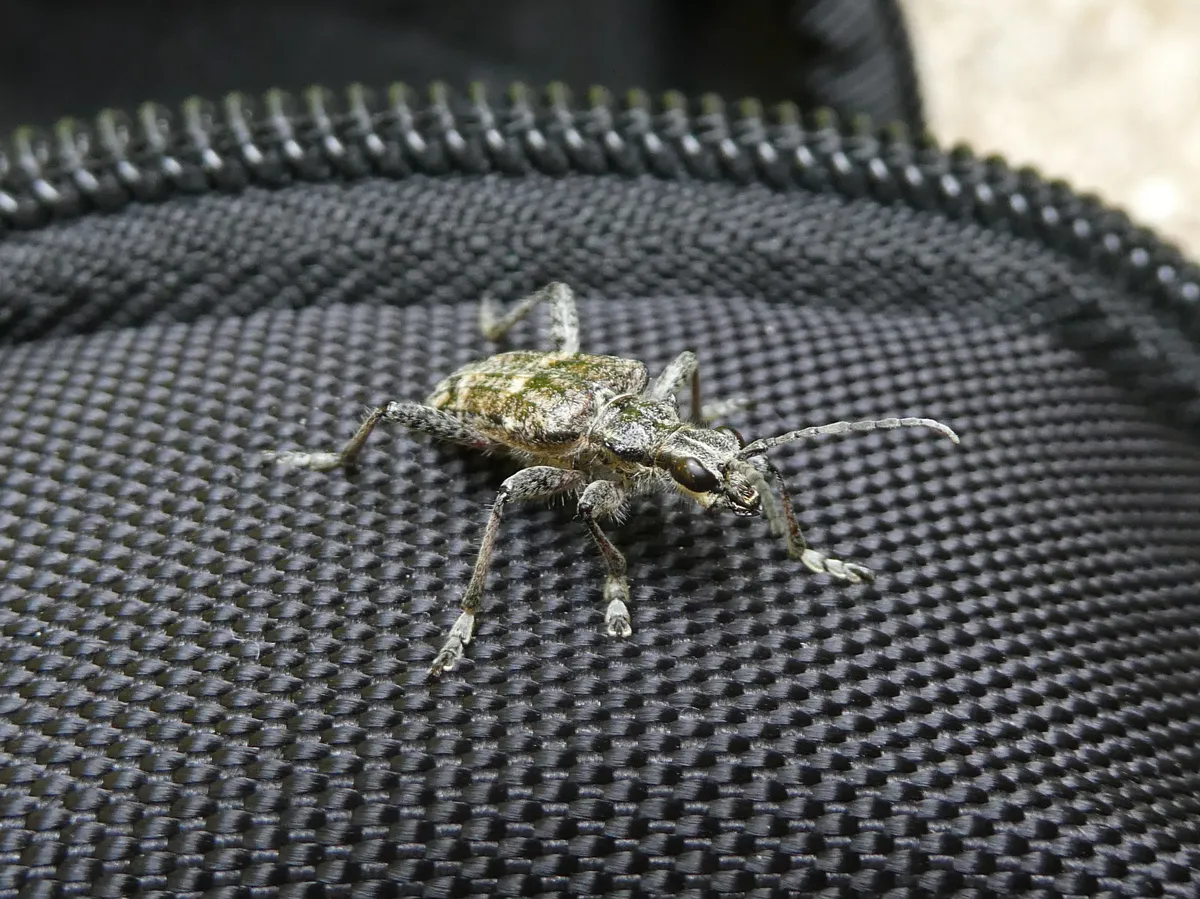 Inquiring Longhorn Beetle