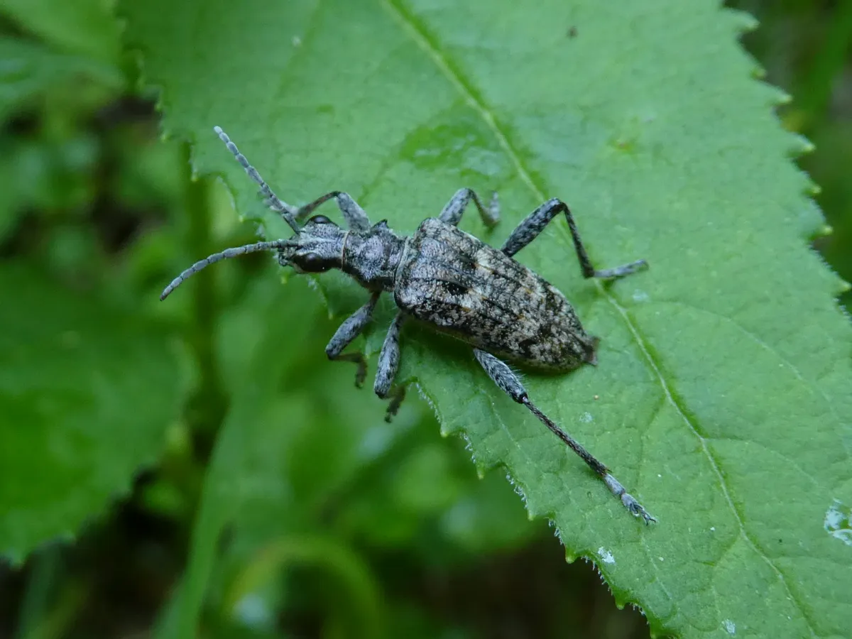 Inquiring Longhorn Beetle