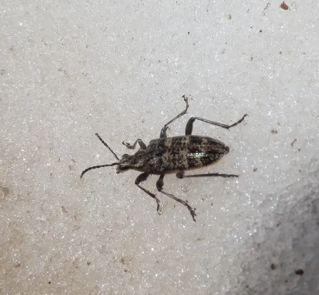 Inquiring Longhorn Beetle