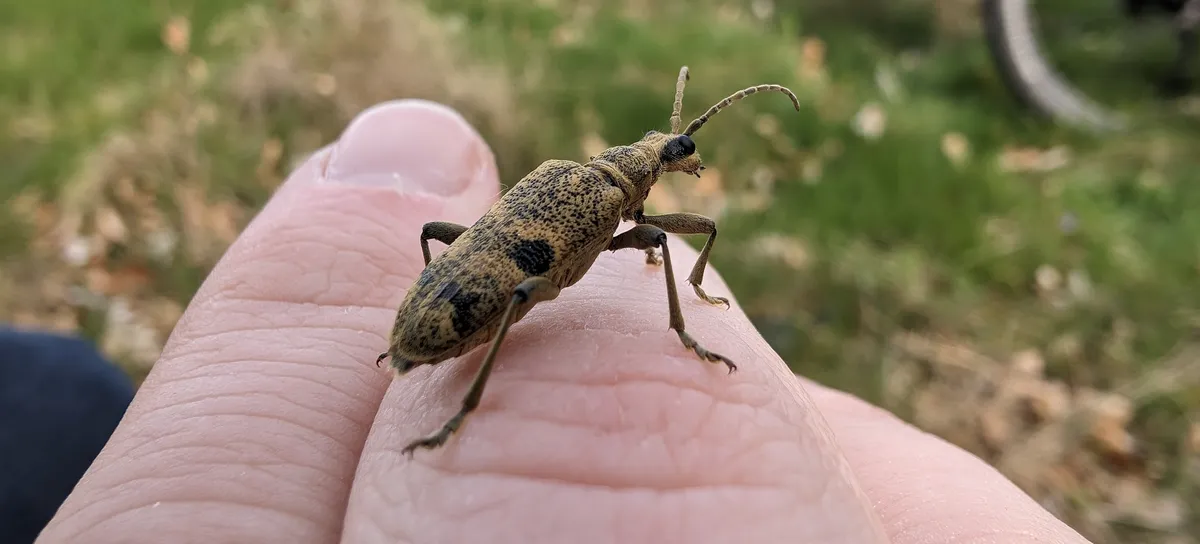 Rhagium mordax