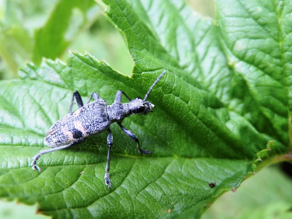 Mordax Longhorn Beetle