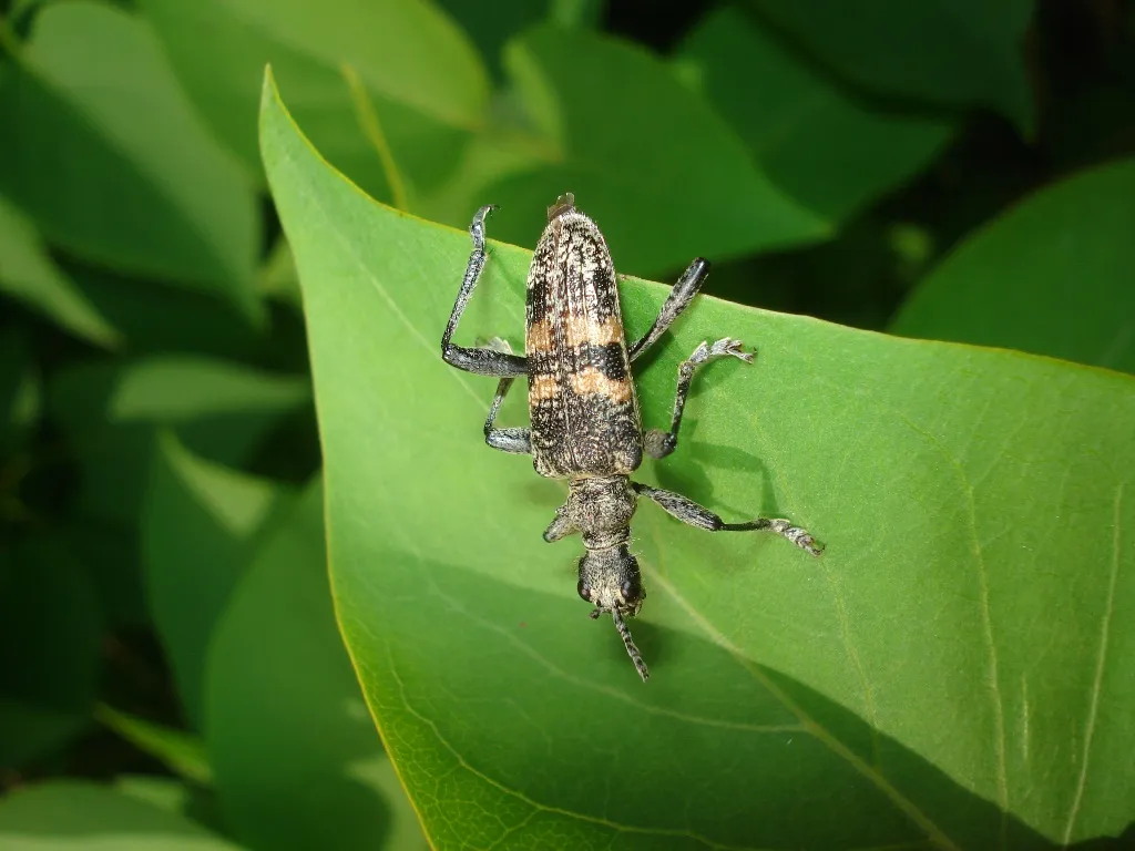 Mordax Longhorn Beetle