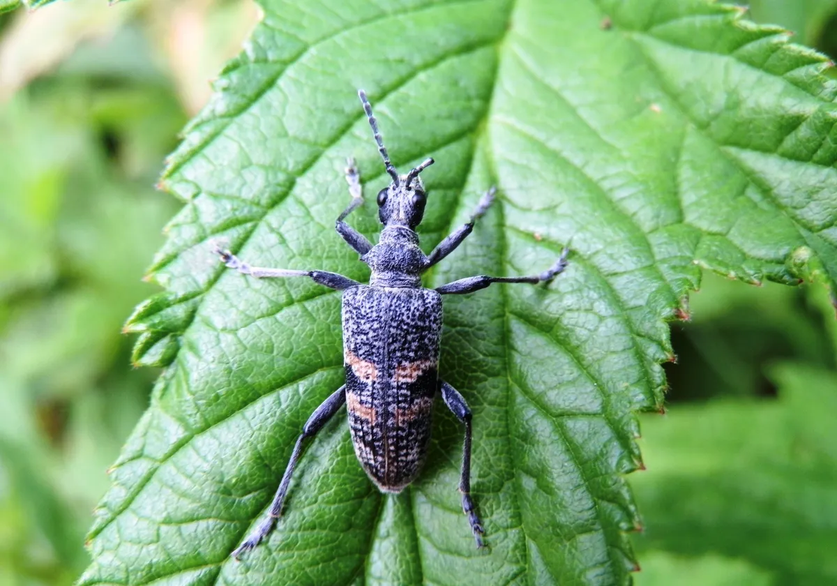 Mordax Longhorn Beetle