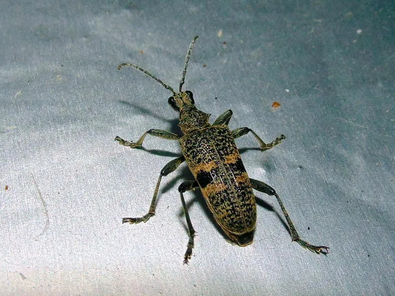 Mordax Longhorn Beetle