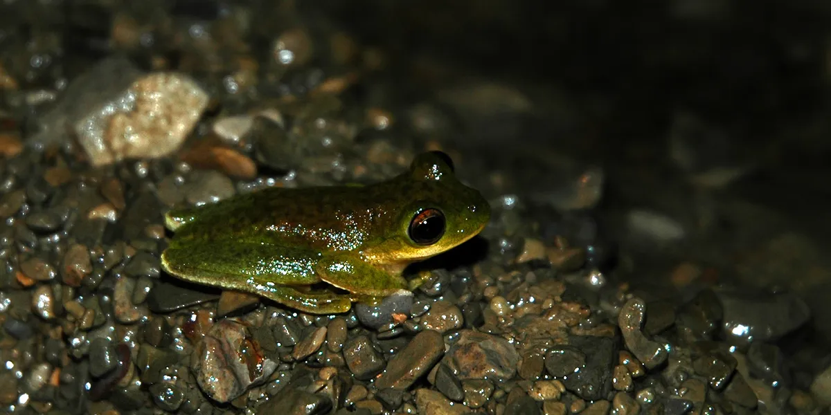 Rheohyla miotympanum