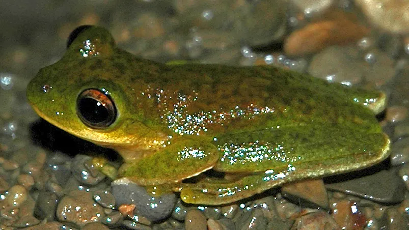 Rana Arbórea de Pequeñas Orejas
