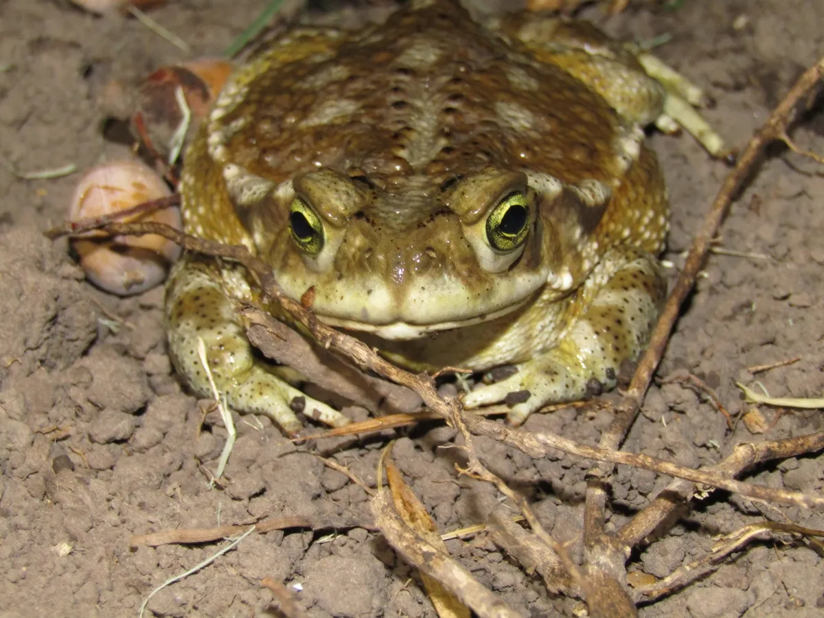 Argentine Toad