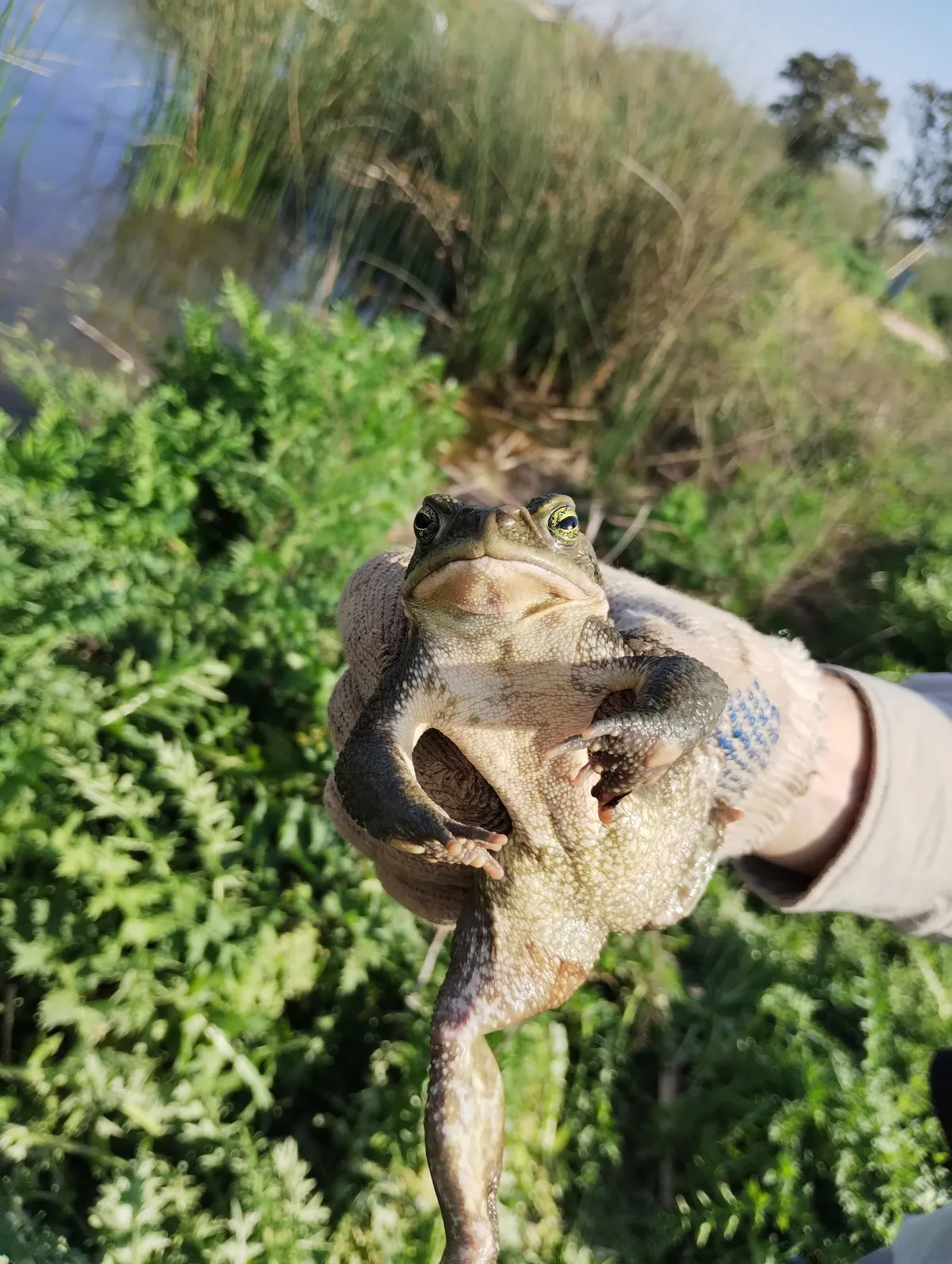Argentine Toad