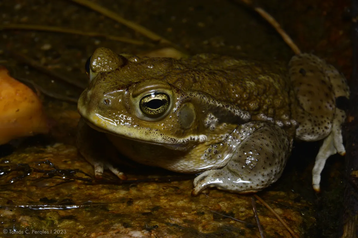 Argentine Toad