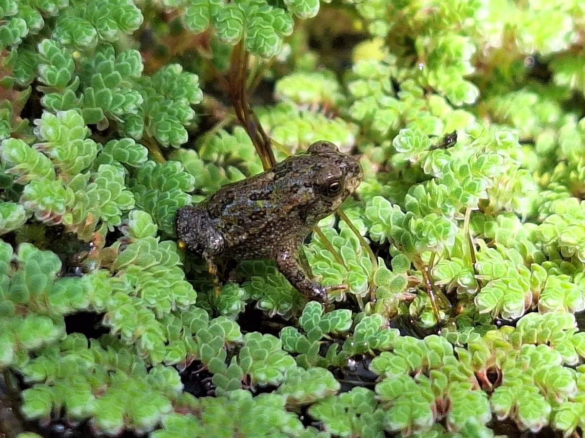 Argentine Toad