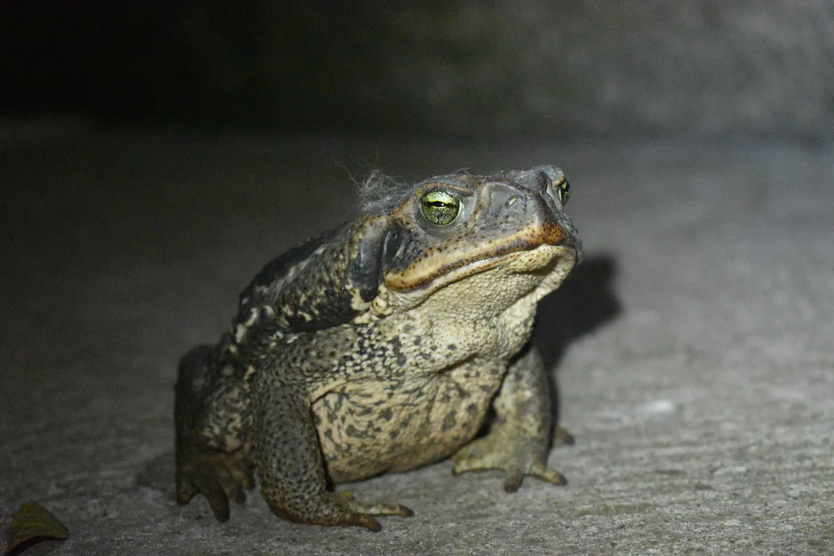 Cope's Toad