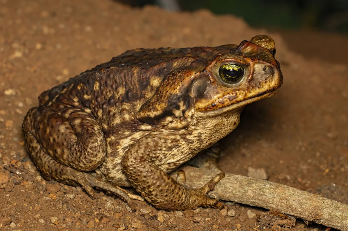 Cope's Toad