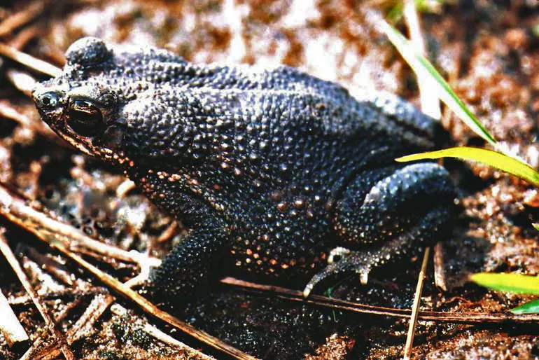 Granular Toad
