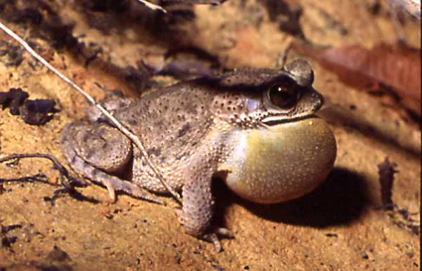 Granular Toad