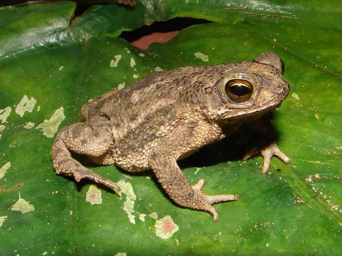 Granular Toad
