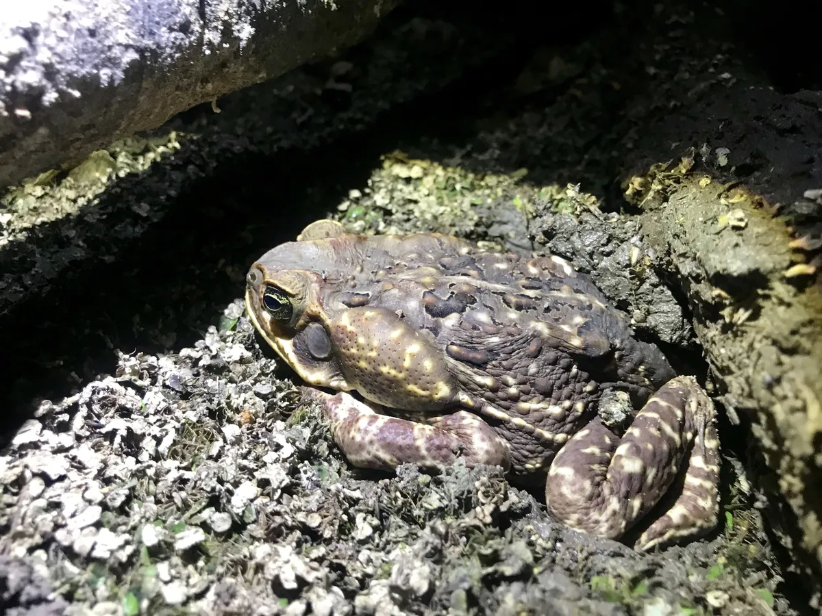 Mesoamerican Cane Toad