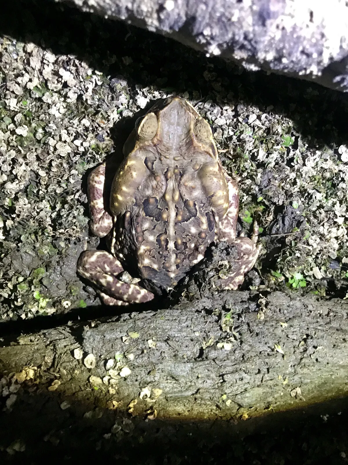 Mesoamerican Cane Toad