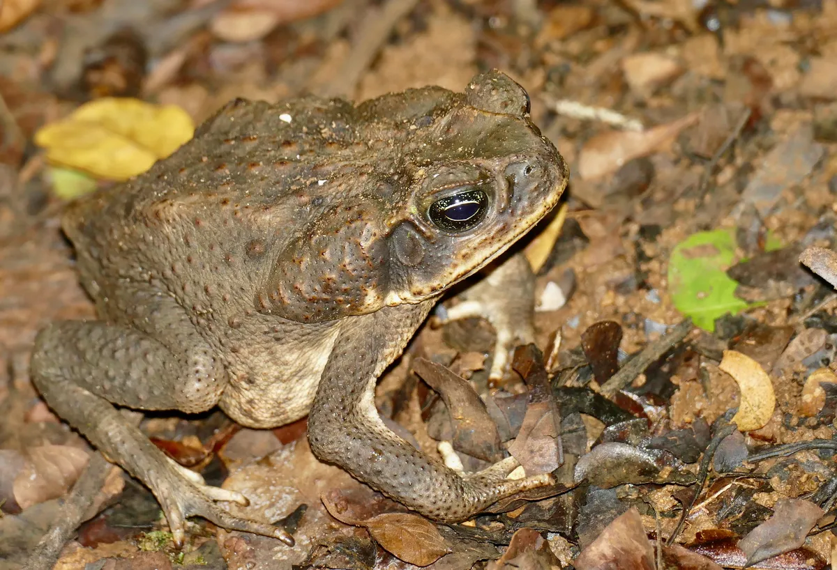 Mesoamerican Cane Toad