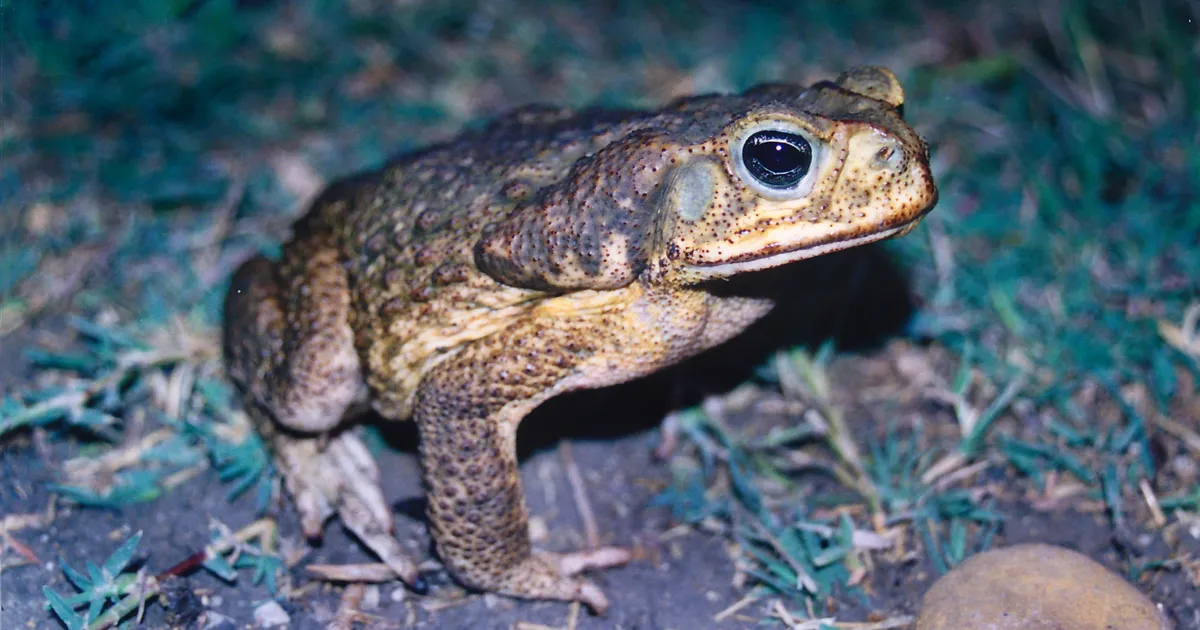 Mesoamerican Cane Toad