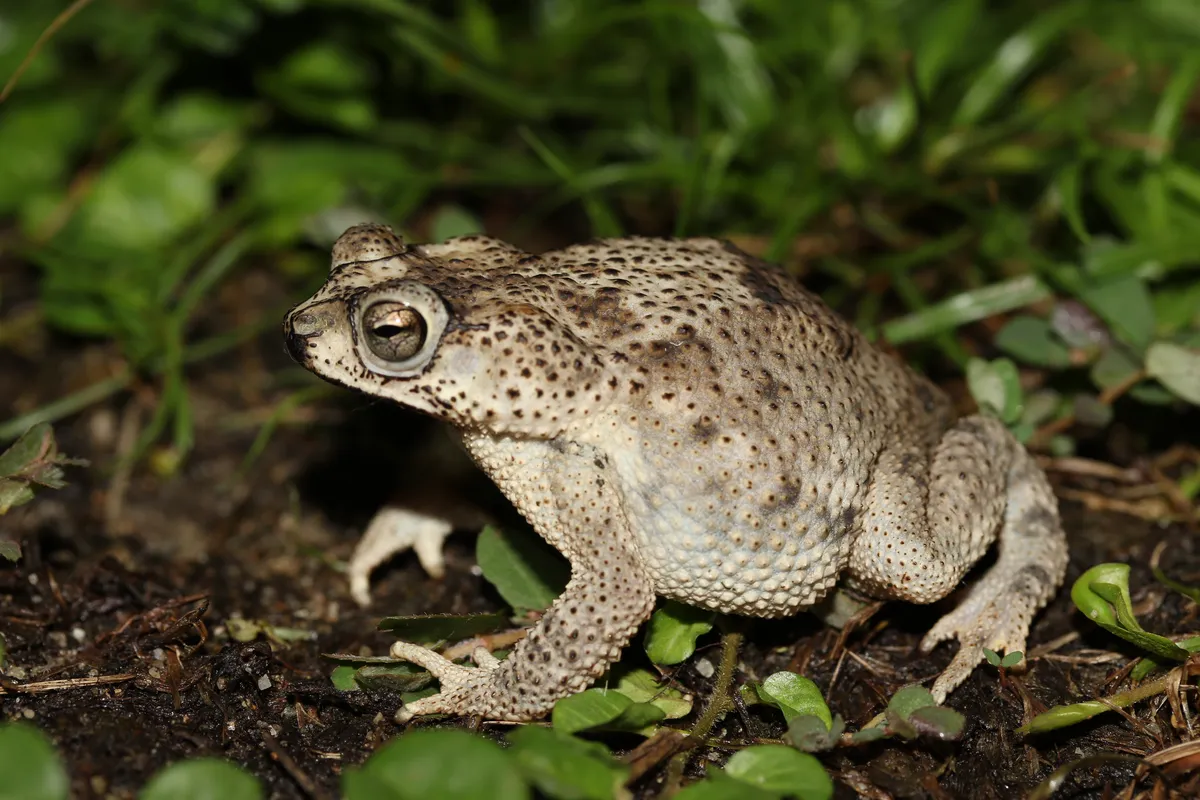 Rivero's Toad