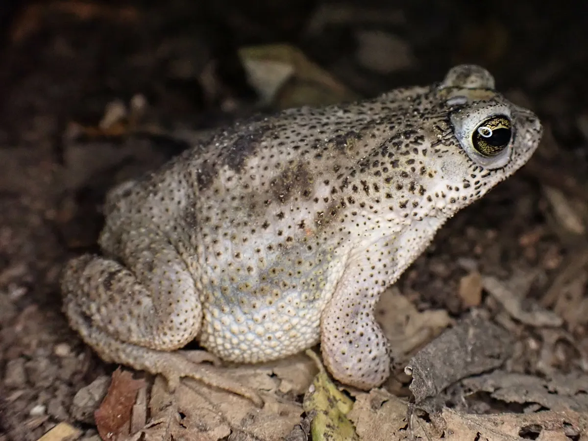 Rivero's Toad