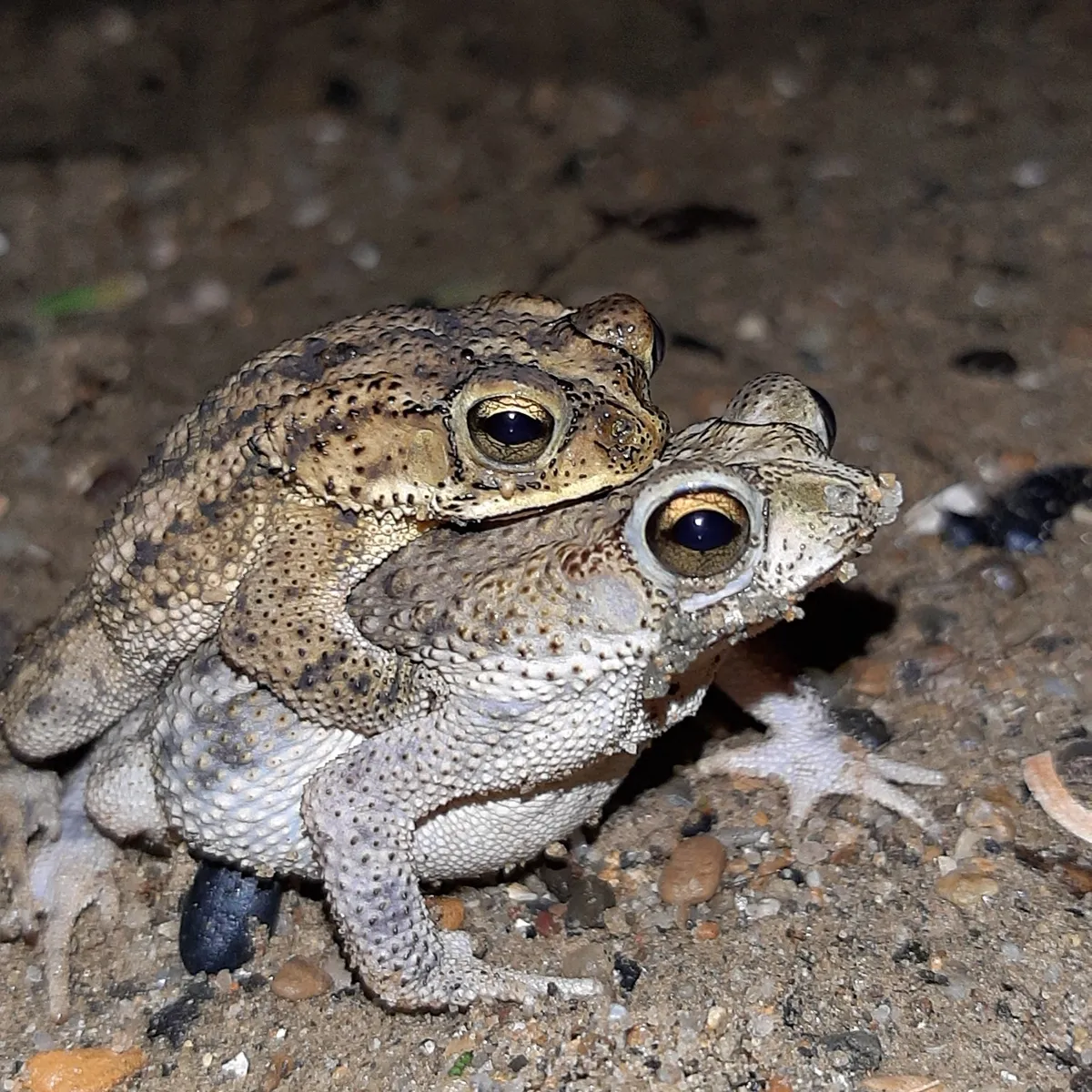 Rivero's Toad