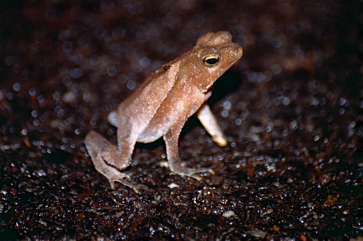 South American Common Toad