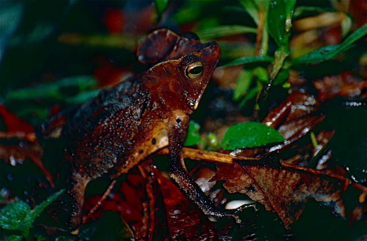 South American Common Toad