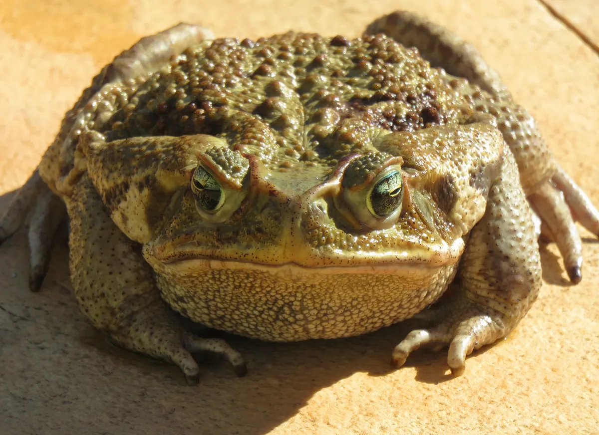 Cane Toad