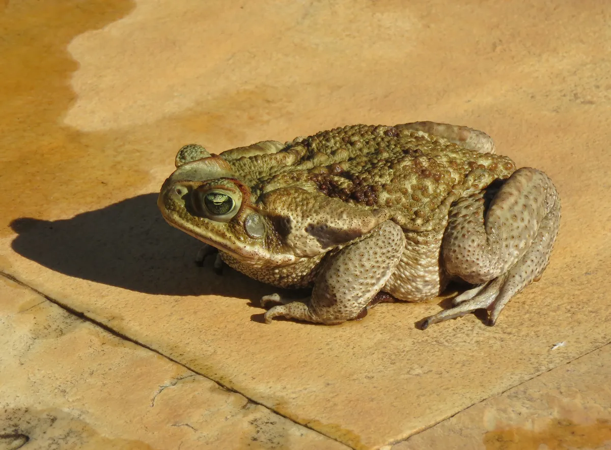 Cane Toad
