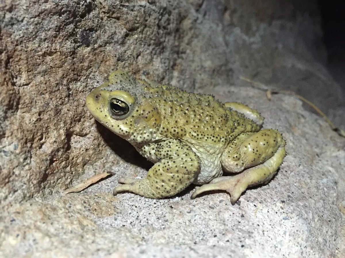 Warty Toad