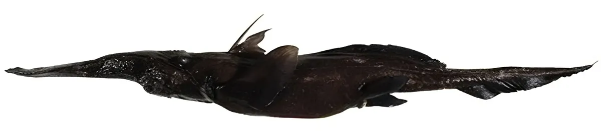 Rhinochimaera africana