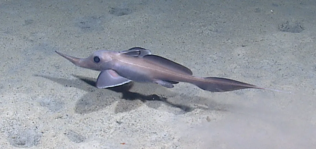 Spearnose Chimaera
