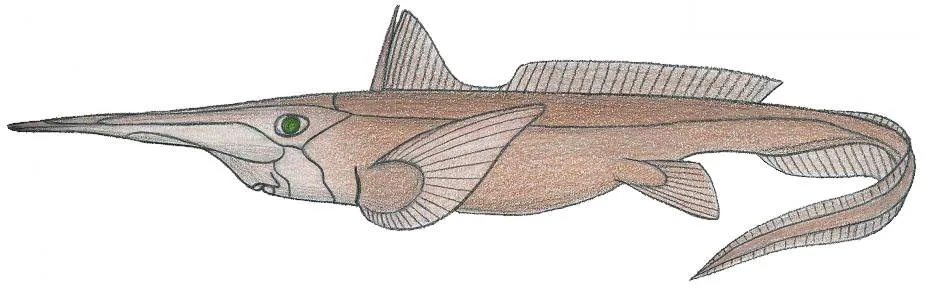 Spearnose Chimaera