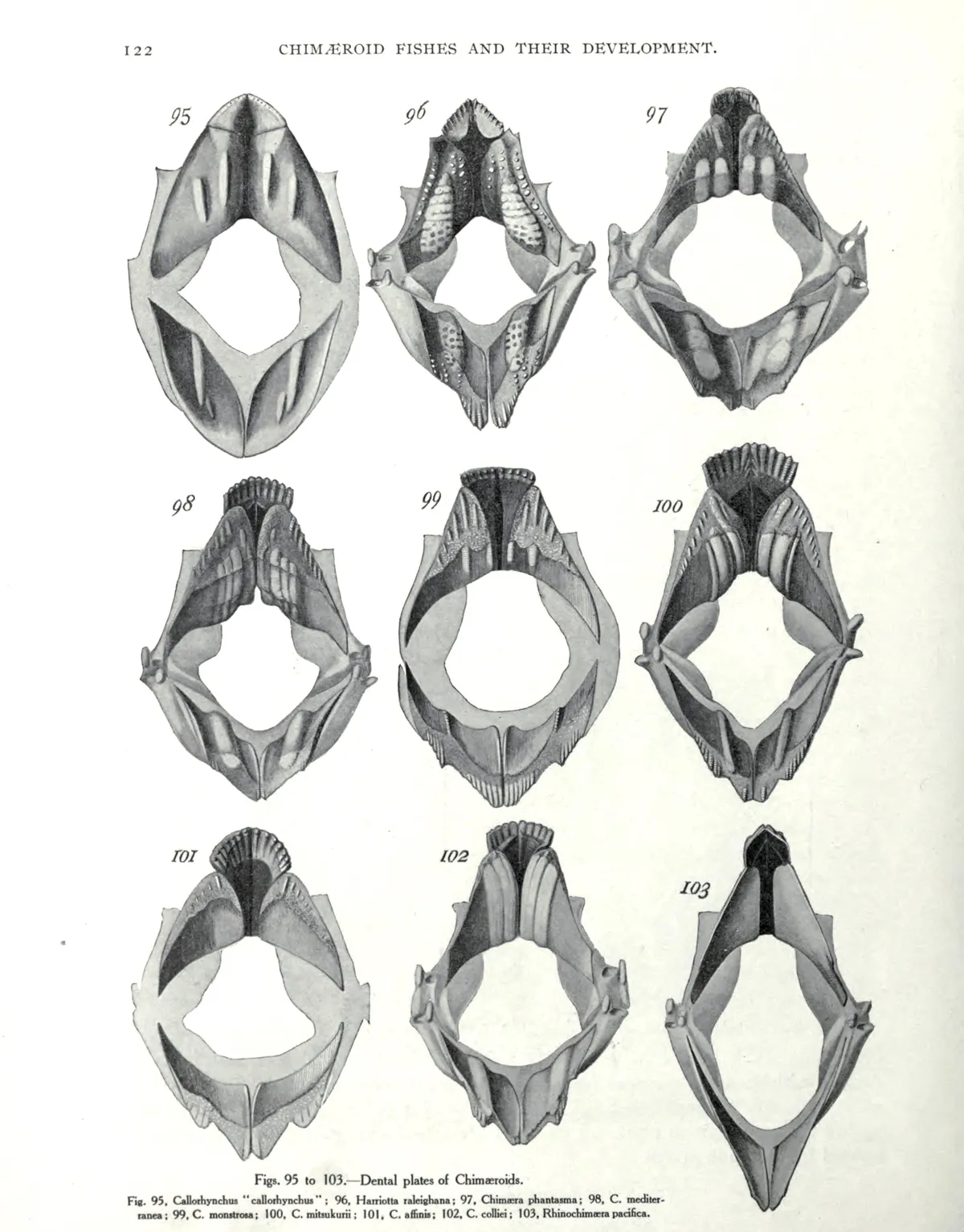 Rhinochimaera pacifica