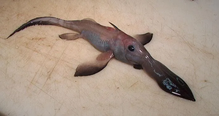 Pacific Spookfish