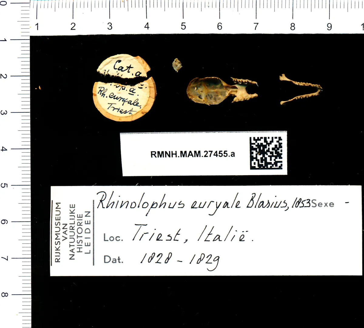 Murciélago de herradura mediterráneo