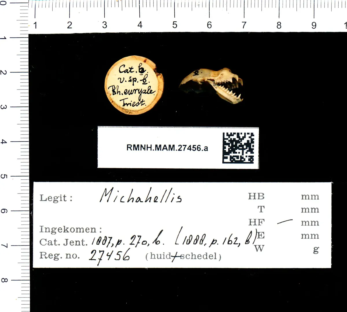 Murciélago de herradura mediterráneo