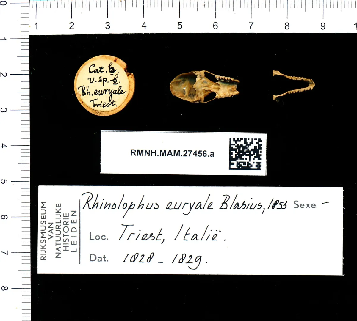 Murciélago de herradura mediterráneo