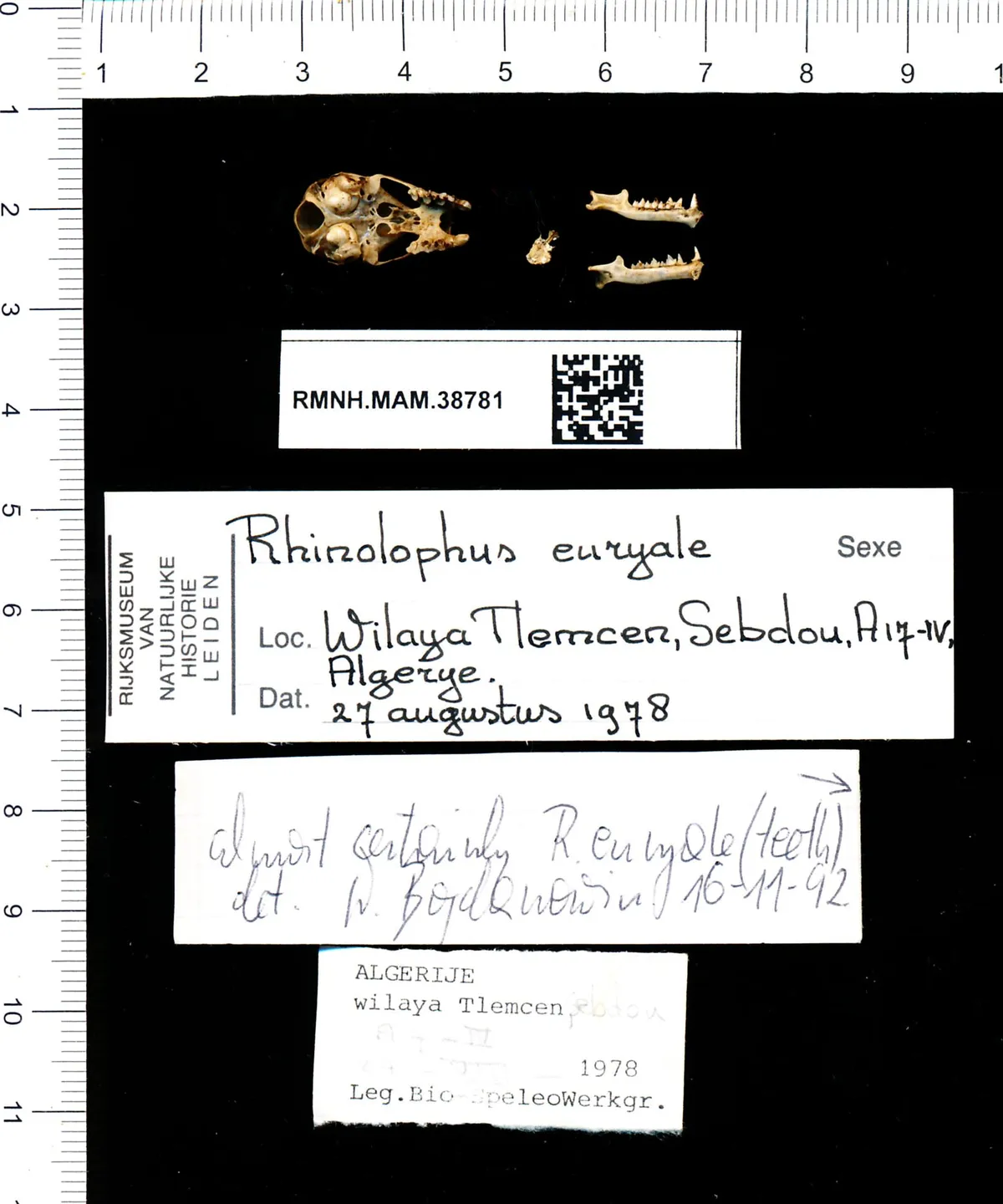 Murciélago de herradura mediterráneo