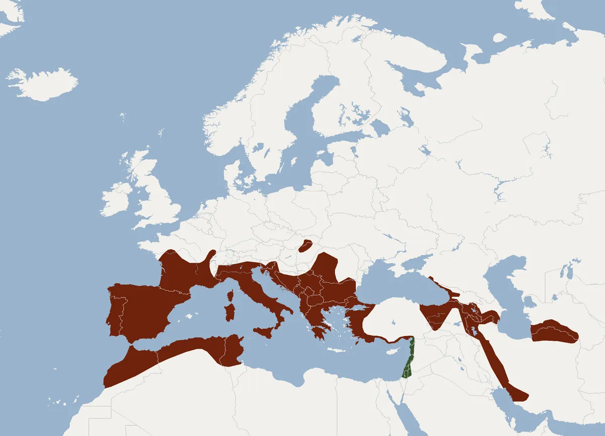 Murciélago de herradura mediterráneo