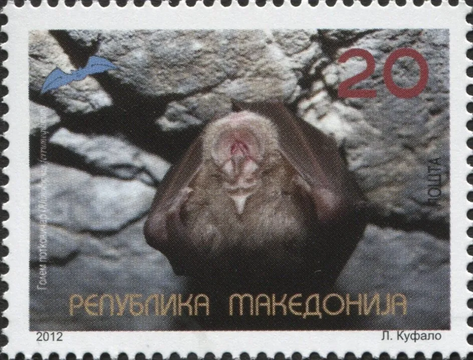 Rhinolophus ferrumequinum