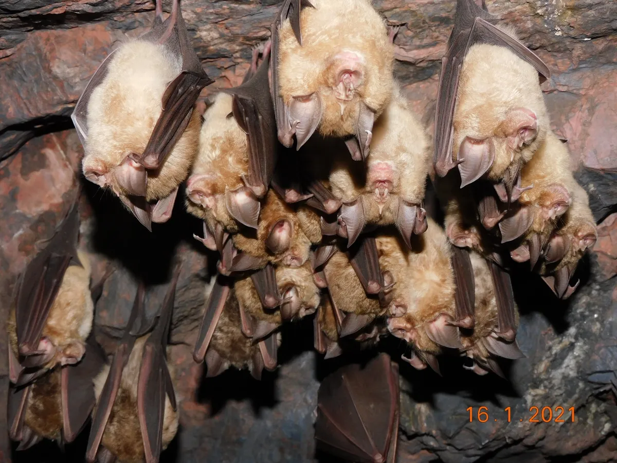 Murciélago Herradura Grande