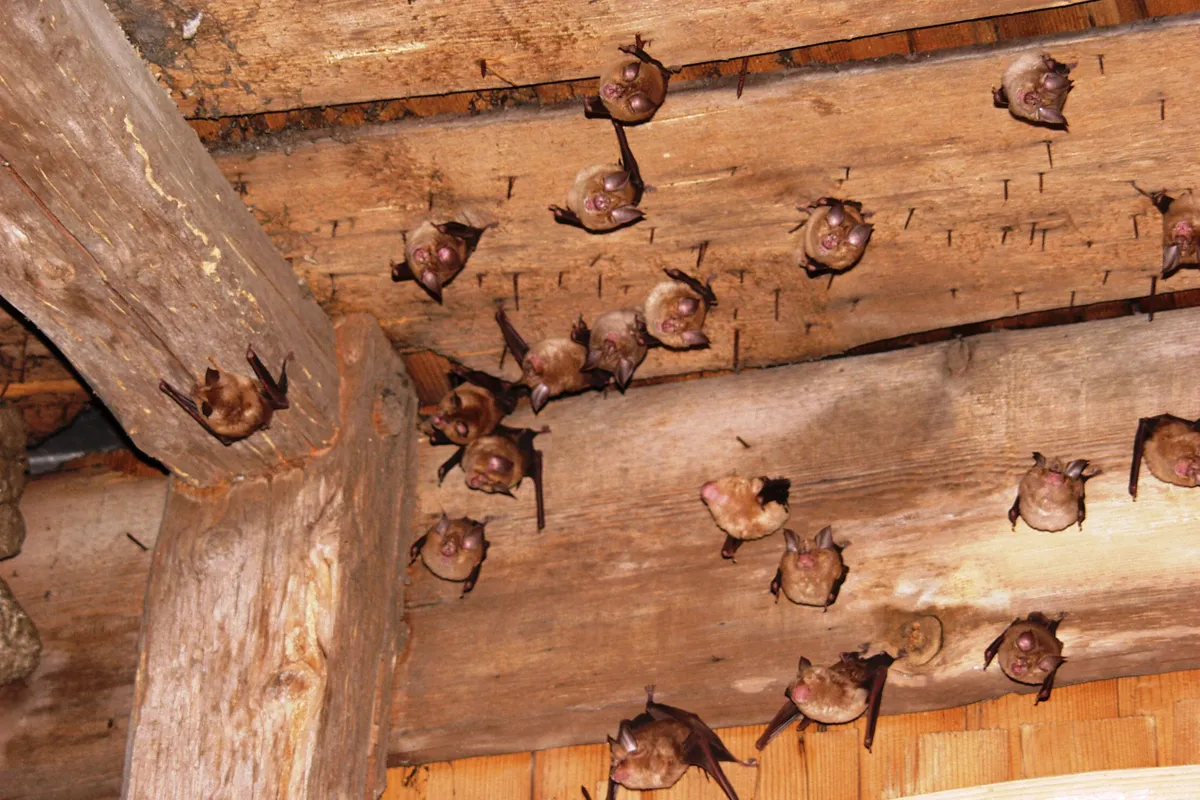 Murciélago Herradura Grande