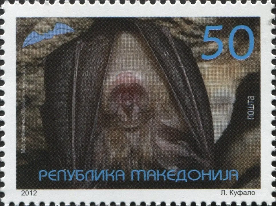 Rhinolophus hipposideros