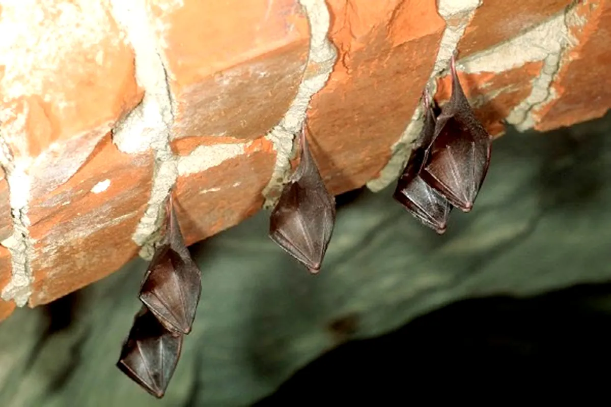 Lesser Horseshoe Bat