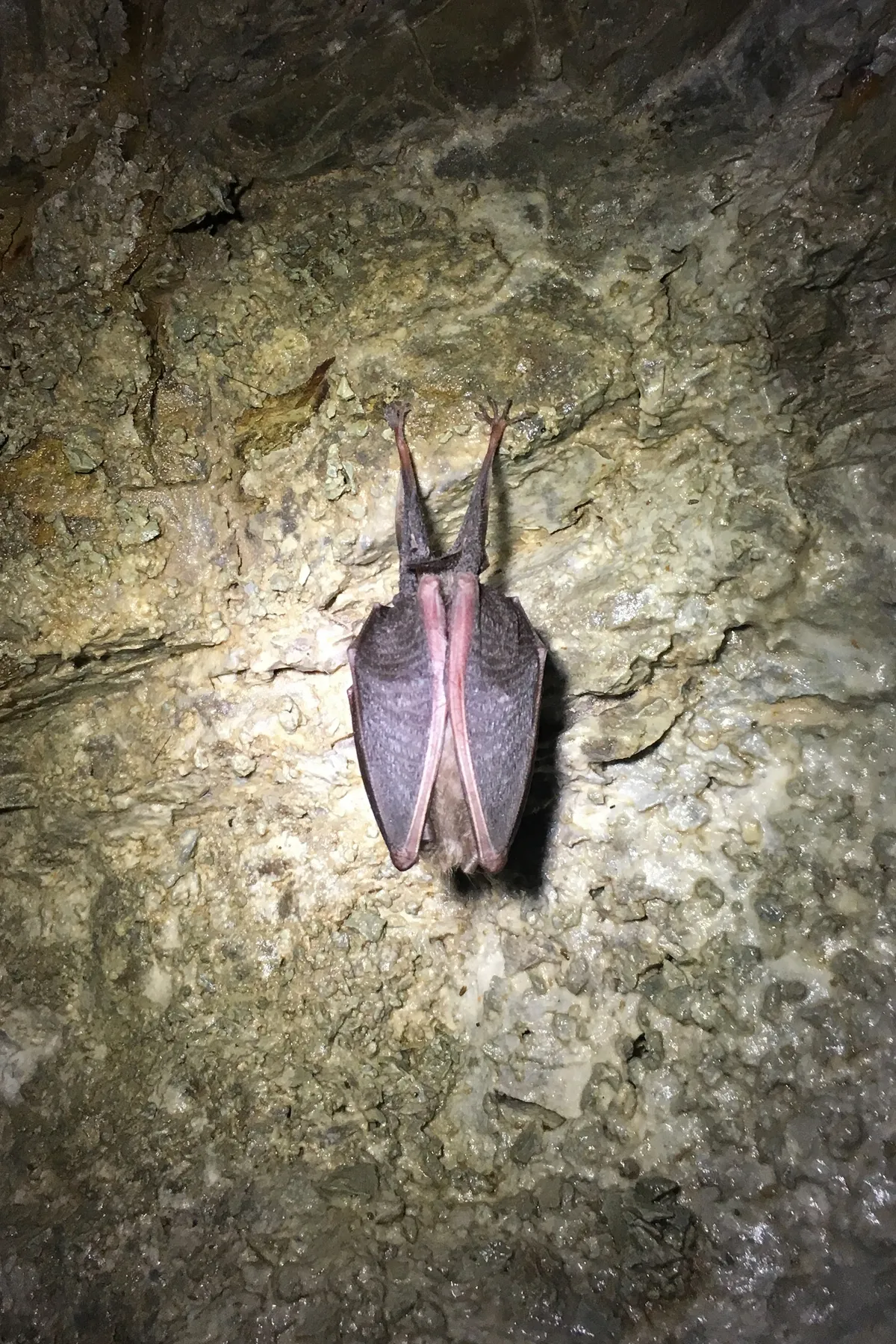 Lesser Horseshoe Bat
