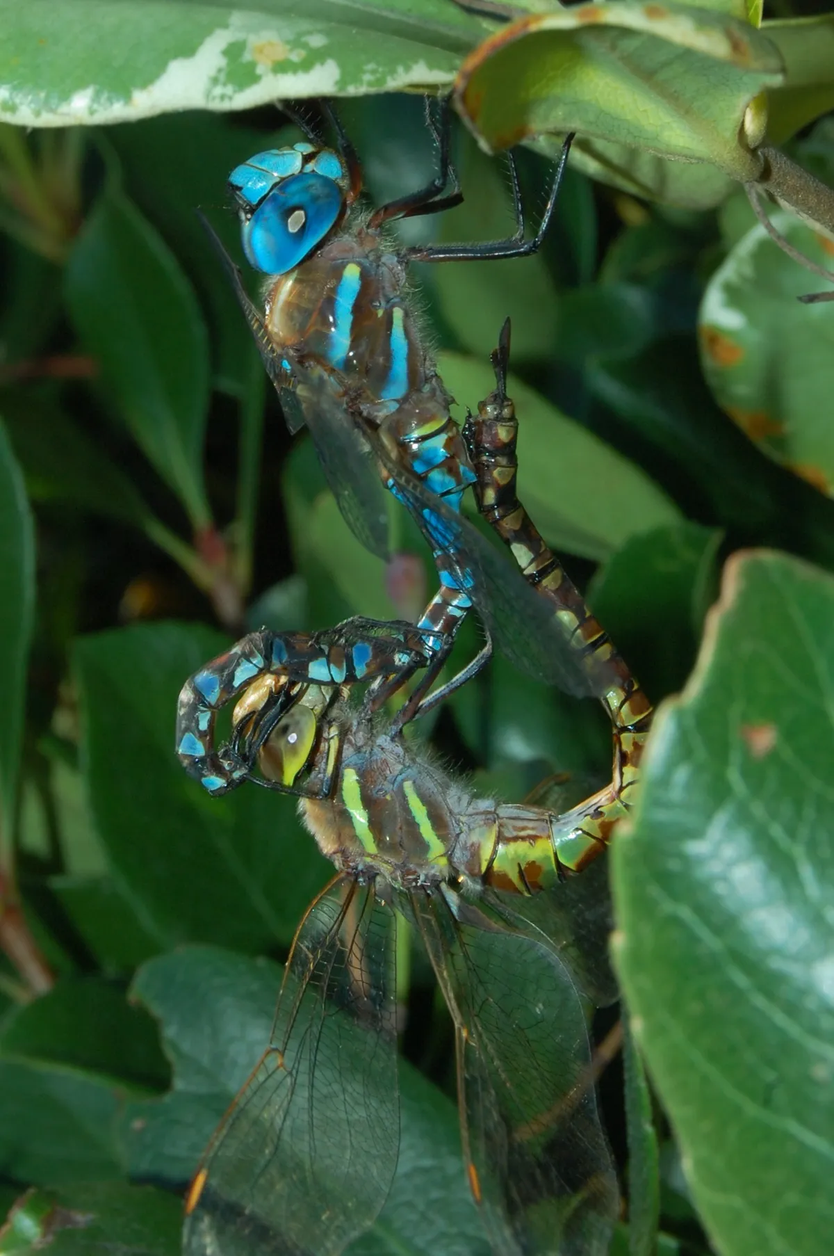 Rhionaeschna multicolor