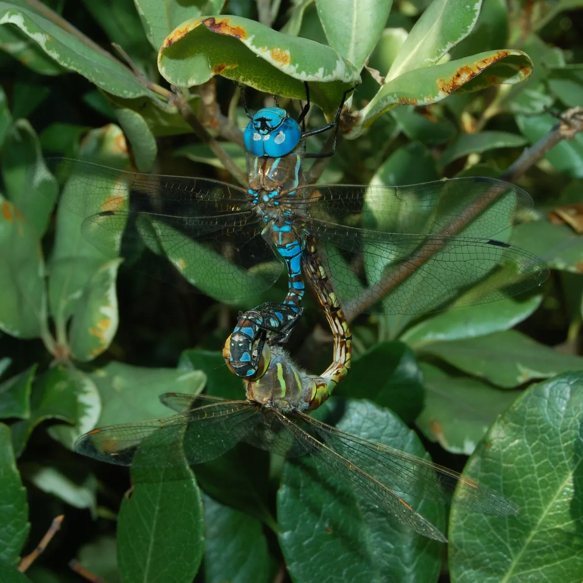 Libélula de Ojos Azules